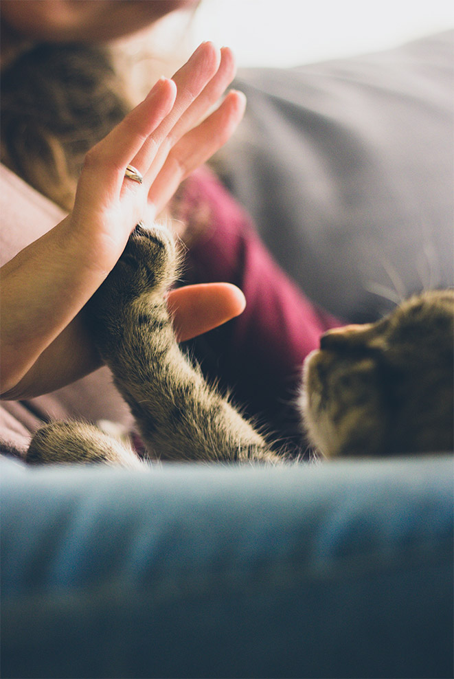 Un chat tape dans la main